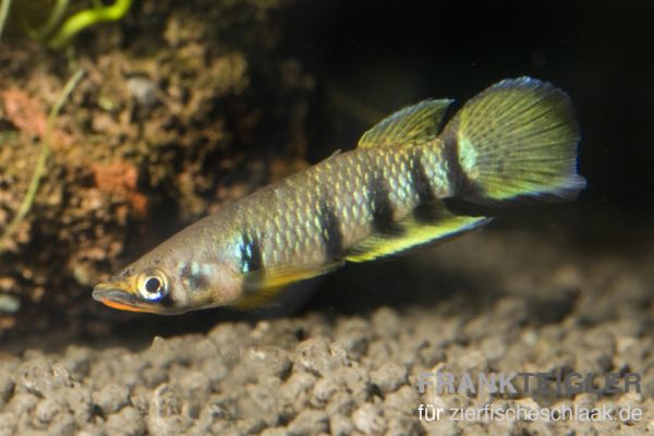 Querband-Hechtling - Epiplatys dageti